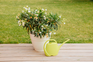 White Pot with white Nerium oleander blossom in morning garden and green background, with a green...