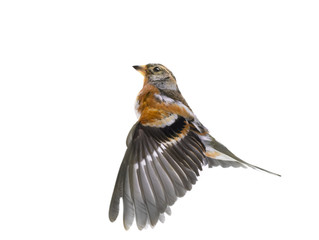 Brambling bird in flight isolated on white background.