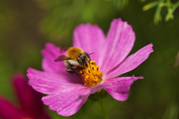 Bombus. Trzmiel zbierający pyłek z różowego kwiatu onętka.