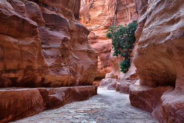 The Sig. Main entrance to the ancient city of Petra. Horse carriage ferries tourist. Southern Jordan