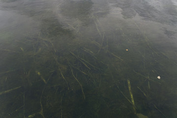 Green algae at the bottom of the lake