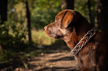 Portrait of a chocolate labrador retriever. A dog with a strict collar. The dog stands in the forest against the background of trees. Close-up. Summer. Nice sunny weather