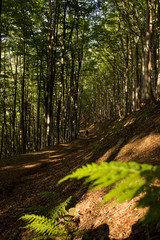 beech forest illuminated by the rays of the sun