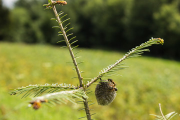 little hornets nest on a coniferous branch