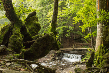 forest landscape with green trees and waterfall