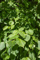Linden leaves on branches against 