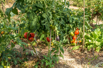 Eigene Tomaten im Garten