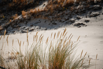 Grass detail on sandy beach