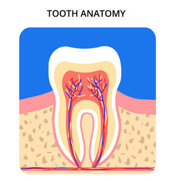 Tooth anatomy. Bright colors. Perfect for medical poster or banner. Vector