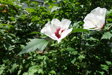 Obraz premium Two white and red flowers of Hibiscus syriacus in mid July