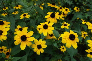 Close shot of yellow flowers of Rudbeckia triloba in August