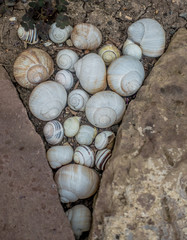 Gartendekoration mit Schneckenhaus