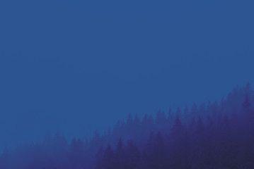 Dark blue pine trees forest in the mist at night