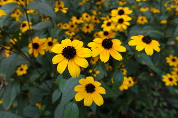 Closeup of yellow flowers of Rudbeckia triloba in mid August