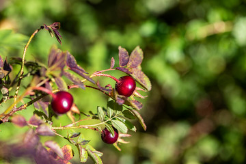 Dark red rose hips on a green background