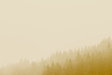 Coniferous forest with mist, fog and low clouds in autumn - Firs, larches - Moody and mysterious look - Vintage, retro look. Warm, orange, golden tones. Styria mountains, Austria. 