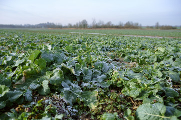 Rapeseed field after harvest. Ice and frost on canola leaves. Cultivation of oilseeds.