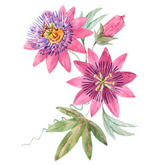Beautiful image with watercolor summer pink passionflower painting. Stock illustration.