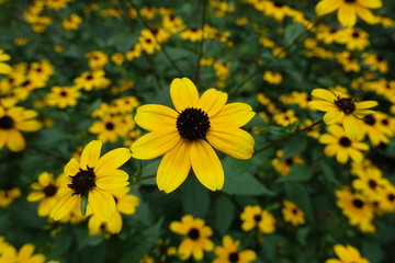 Macro of yellow flower of Rudbeckia triloba in August