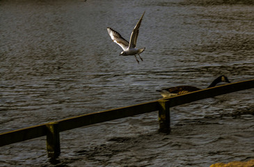 seagulls on the water