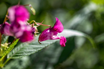 Bright pink flowers of the catchment on a green background