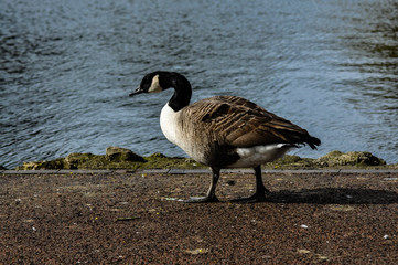 canada goose branta canadensis
