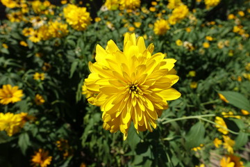 Fototapeta premium Close view of yellow flower of Rudbeckia laciniata Goldquelle in July