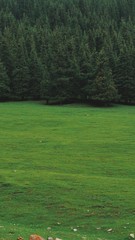 golf course in the morning