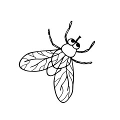 Housefly. Vector illustration of an insect. A Doodle style sketch . Isolated object on a white background.Ink drawing of wildlife. For children's colorings.