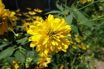Flower of Rudbeckia laciniata Goldquelle in July