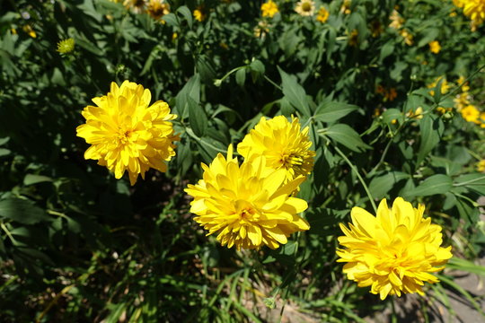 Four yellow flowers of Rudbeckia laciniata Goldquelle in July - Powered by Adobe