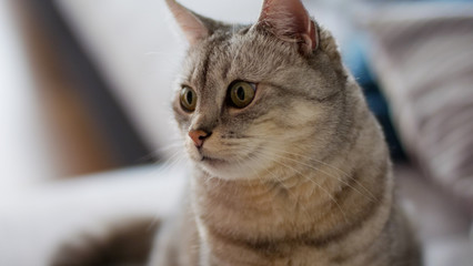 Hauskatze close Detailansicht