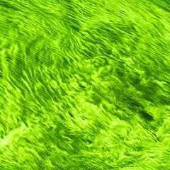 Beautiful abstract background - a large water surface covered with algae