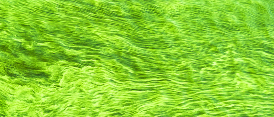 Beautiful abstract background - a large water surface covered with algae