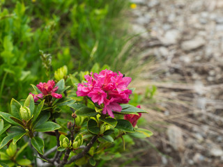 Obraz premium Purple beautiful Almrausch flower for anniversary card.