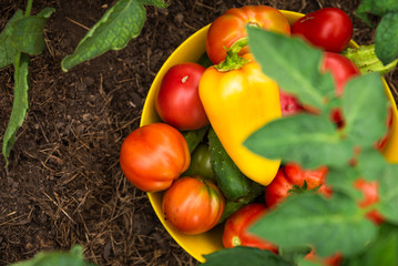 Harvesting on the farm - a bowl with tomatoes, cucumbers and peppers, collected in the vegetable garden, close-up on the garden bed