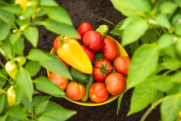 Harvesting on the farm - a bowl with tomatoes, cucumbers and peppers, collected in the vegetable garden, close-up on the garden bed