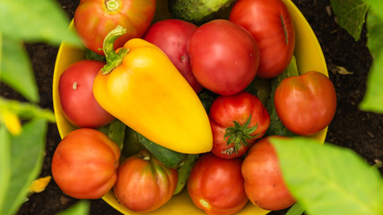 Harvesting on the farm - a bowl with tomatoes, cucumbers and peppers, collected in the vegetable garden, close-up on the garden bed
