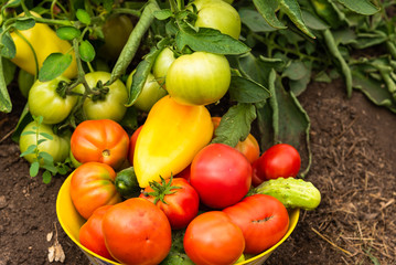 Harvesting on the farm - a bowl with tomatoes, cucumbers and peppers, collected in the vegetable garden, close-up on the garden bed
