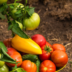 Harvesting on the farm - a bowl with tomatoes, cucumbers and peppers, collected in the vegetable garden, close-up on the garden bed
