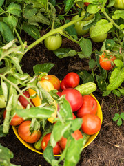 Harvesting on the farm - a bowl with tomatoes, cucumbers and peppers, collected in the vegetable garden, close-up on the garden bed