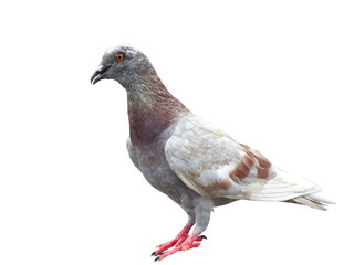 pigeon isolated on white background.