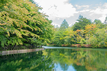 Fototapeta premium Beautiful reflection of greenery on water in Kumoba Pond, at Karuizawa, Nagano, Japan.