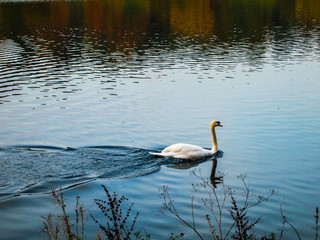 Fototapeta premium Swimming white swan