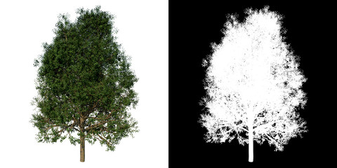 Front view of Tree (Silver Linden 2) Plant png with alpha channel to cutout made with 3D render 