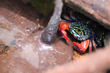 Close up of beautiful mangrove crab feeding on mudflats during low tide. Mangrove crab, a small...