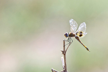 Unknown Dragonfly species, Maasai Mara, Kenya.