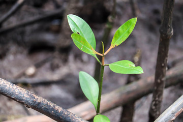 Young mangrove growing from salty water on supporting roots, at low tide.