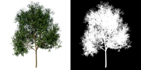 Front view of Tree (Young Silver Linden 2) Plant png with alpha channel to cutout made with 3D render 