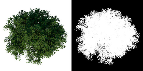 Top view of Tree (Young Silver Linden 2) Plant png with alpha channel to cutout made with 3D render 